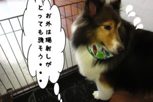 汗シェルティー