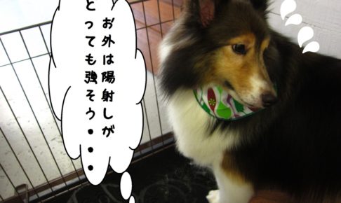 汗シェルティー