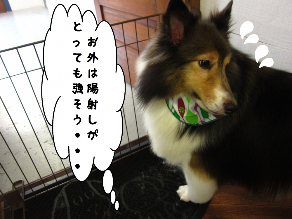 汗シェルティー