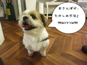 施術後シーズー