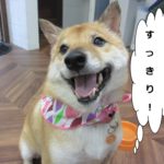笑顔柴犬