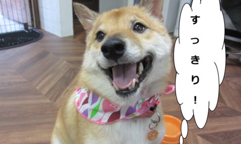 笑顔柴犬