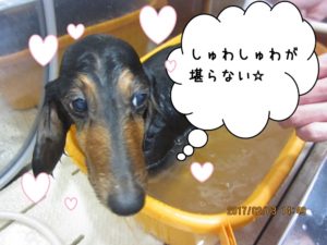 スパ中ミニチュアダックス