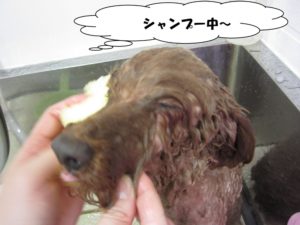 シャンプー中トイプードル