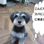 おすわりおすましMシュナ