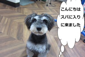 おすわりおすましMシュナ