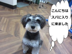 おすわりおすましMシュナ