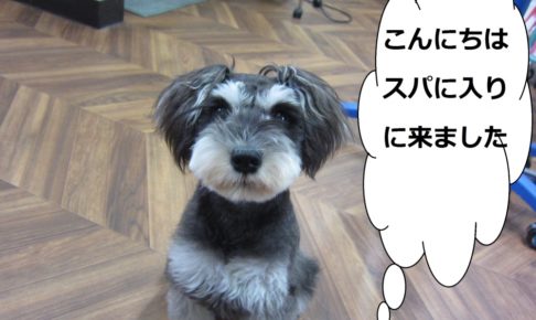 おすわりおすましMシュナ