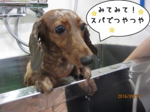 スパ中ミニチュアダックス