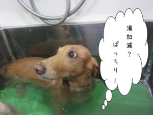 スパ中ミニチュアダックス