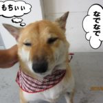 なでなで柴犬