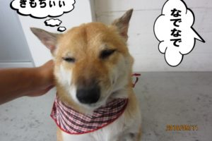 なでなで柴犬