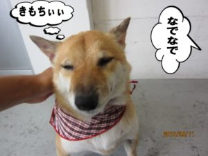 なでなで柴犬