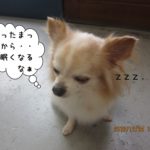 おねむチワワ