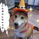 ハロウィン豆柴