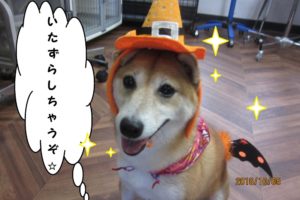 ハロウィン豆柴