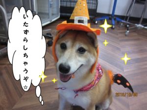ハロウィン豆柴