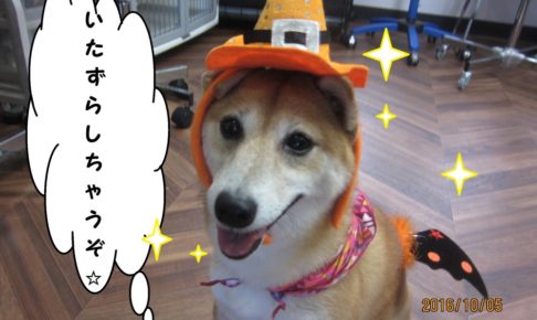 ハロウィン豆柴