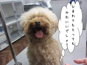 カット前トイプードル