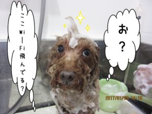 シャンプーコーストイプードル