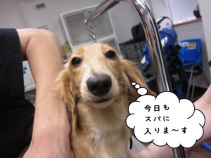 施術前ミニチュアダックス