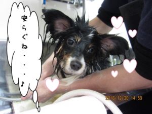 施術後パピヨン