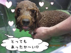 スパ中トイプードル