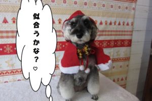 サンタさんMシュナ