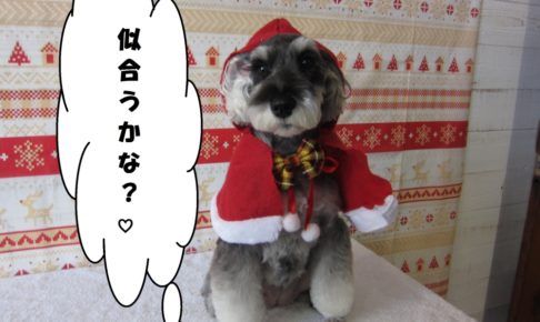 サンタさんMシュナ