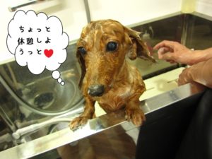 シャンプー中ミニチュアダックス