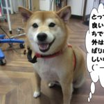 笑顔柴犬