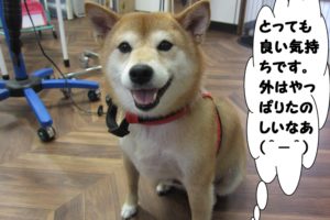 笑顔柴犬