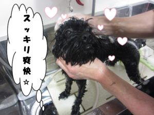 シャンプー中ミックス