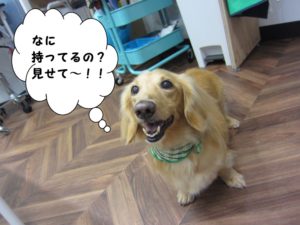 施術後ミニチュアダックス