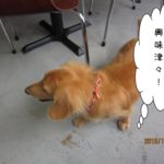 探すミニチュアダックス