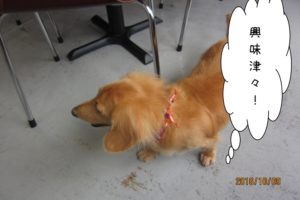 探すミニチュアダックス