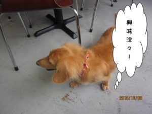 探すミニチュアダックス