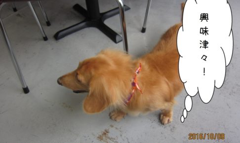 探すミニチュアダックス