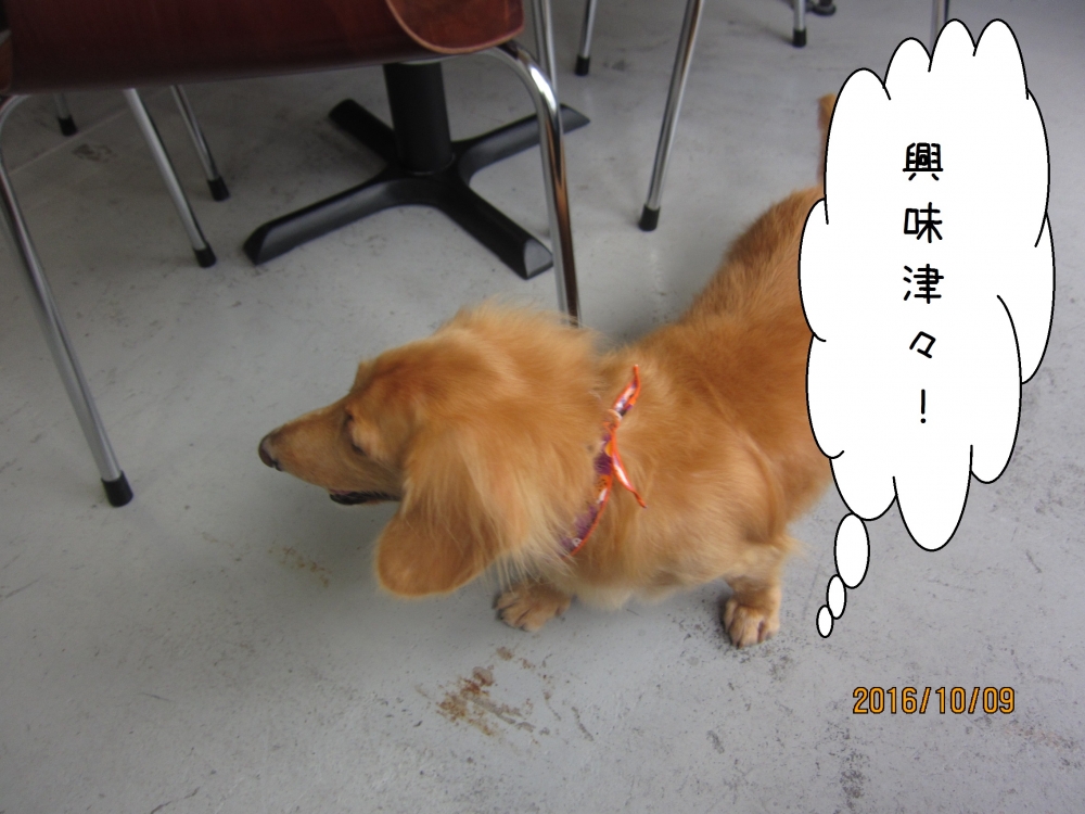 探すミニチュアダックス