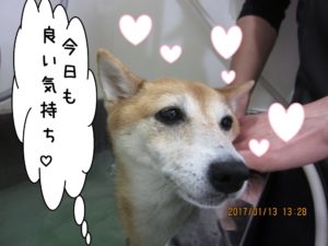 スパ中柴犬