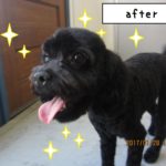 元気トイプードル