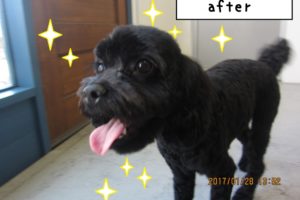 元気トイプードル