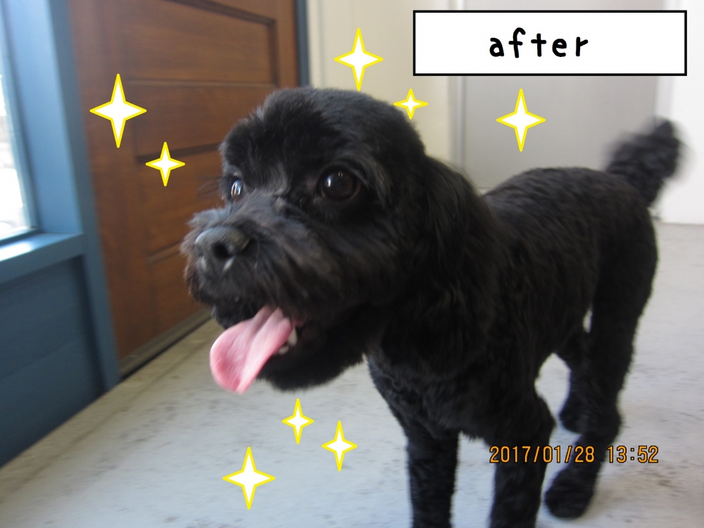 元気トイプードル