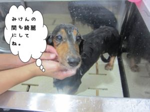 シャンプー中ミニチュアダックス