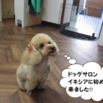 おすわりトイプードル