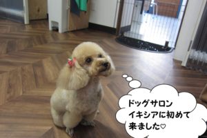 おすわりトイプードル