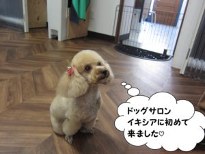 おすわりトイプードル