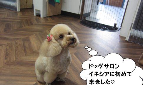 おすわりトイプードル