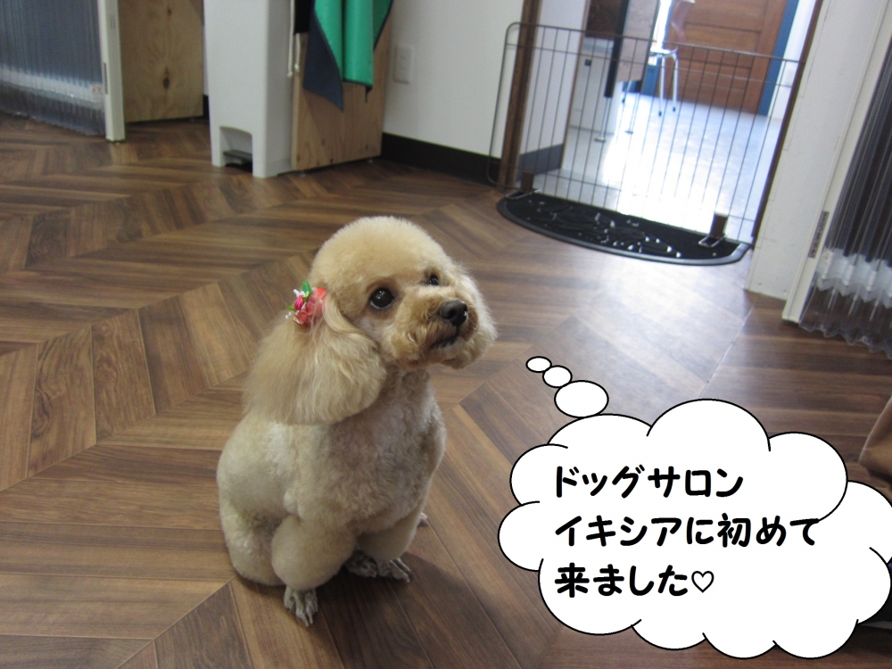 おすわりトイプードル