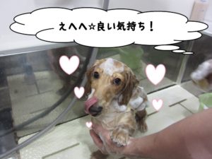 シャンプー中ミニチュアダックス